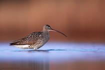 Grosser Brachvogel